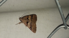 Avatha discolor