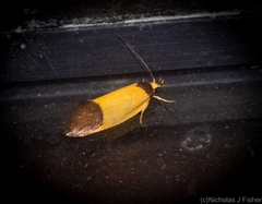 Merocroca automima