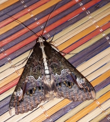 Sphingomorpha chlorea