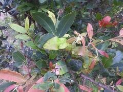 Diospyros mespiliformis