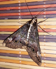 Sphingomorpha chlorea