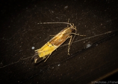 Labdia deliciosella