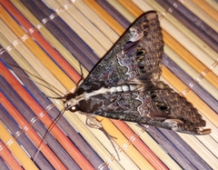 Sphingomorpha chlorea