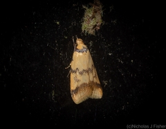 Heteroteucha anthodora