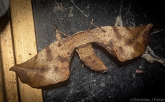 Parepisparis excusata