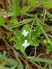 Dyschoriste burchellii