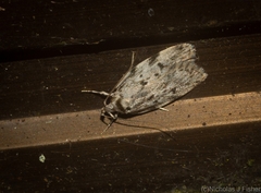 Barea nymphica