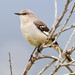 Northern Mockingbird - Photo (c) BJ Stacey, some rights reserved (CC BY-NC)