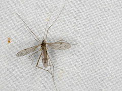 Limoniidae