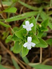 Dyschoriste burchellii