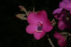 Merianieae