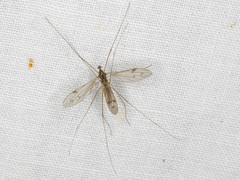 Limoniidae