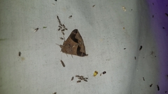 Bastilla solomonensis