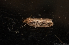 Erythrobapta haemalea