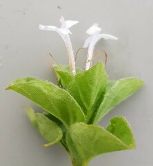 Dyschoriste burchellii