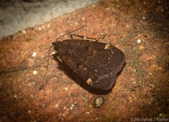 Hydrillodes funestalis