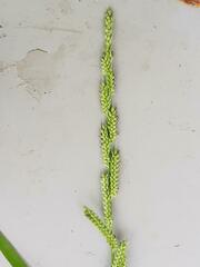 Echinochloa pyramidalis