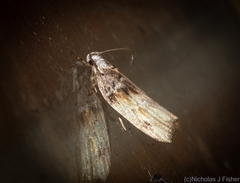 Lichenaula phloeochroa