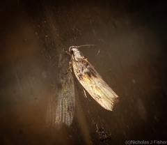 Lichenaula phloeochroa