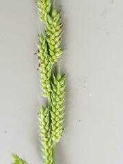 Echinochloa pyramidalis