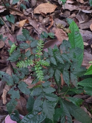 Clausena austroindica