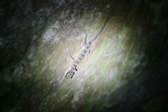 Cyrtodactylus doisuthep