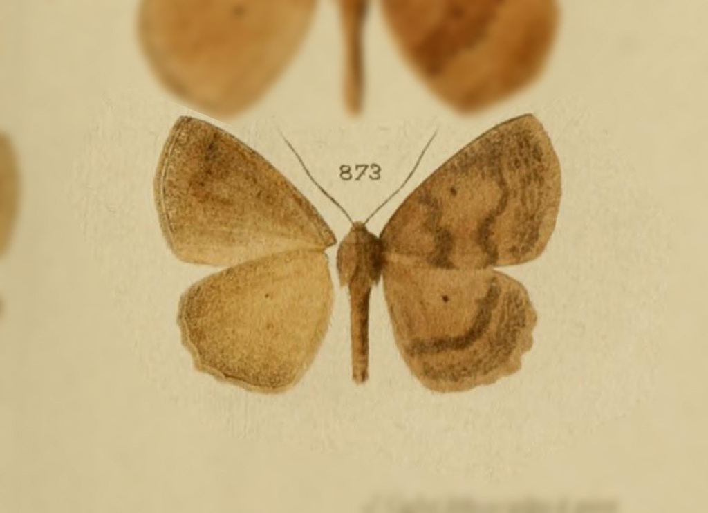 Sabulodes cleodora