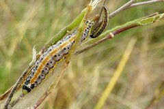 Evergestis extimalis