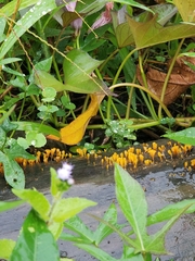 Dacrymyces spathularia