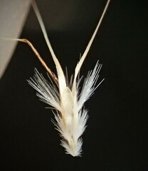 Rytidosperma setaceum