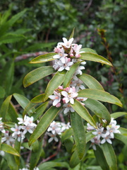 Philotheca myoporoides