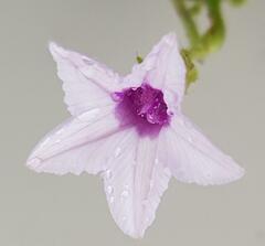 Ipomoea sinensis blepharosepala
