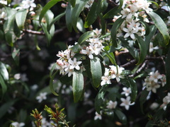 Philotheca myoporoides