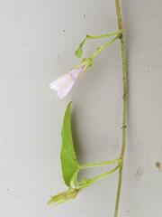 Ipomoea sinensis blepharosepala
