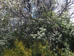 Philotheca myoporoides