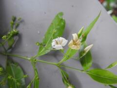 Kraussia floribunda