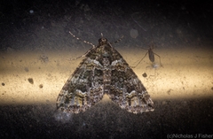 Crasilogia gressitti