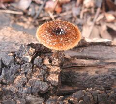 Lentinus stuppeus