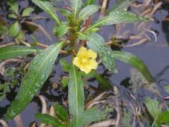 Ludwigia adscendens diffusa