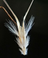 Rytidosperma setaceum