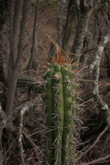 Trichocereus