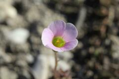Oxalis orthopoda