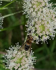 Leucozona glaucia