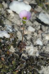 Oxalis orthopoda