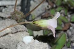 Oxalis orthopoda