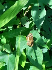 Anthanassa drusilla