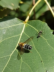 Leucozona glaucia