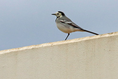 Motacilla alba alba