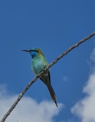 Merops cyanophrys cyanophrys