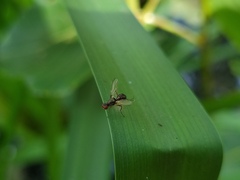 Nemopoda nitidula